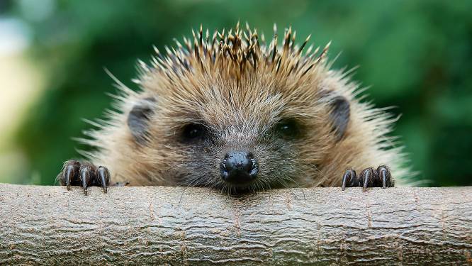 Goed nieuws over de otter, maar egel heeft het moeilijk: ‘Natuur glijdt ons door de vingers’