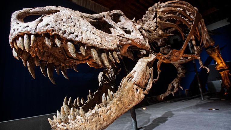 Het skelet van T-rex Trix staat opgesteld in een zaal van museum Naturalis. Beeld anp