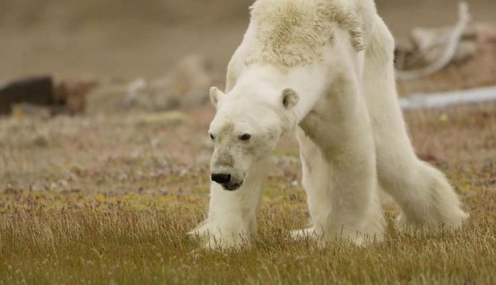 National Geographic-fotograaf Paul Nicklen filmde in 2017 hoe een uitgehongerde ijsbeer in Canada zichzelf op drie poten voortsleepte, op zoek naar uitstel van de naderende dood.