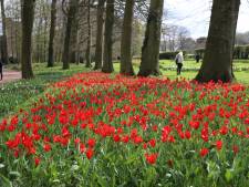 Une promenade magique parmi les tulipes: l’expo florale Floralia fait son grand retour 