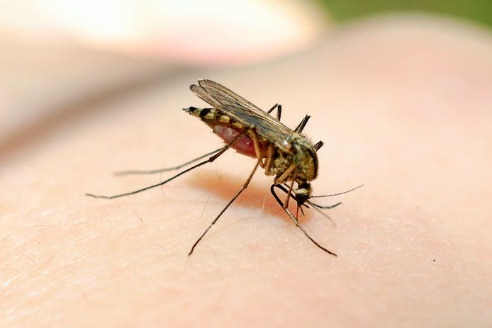 Muggen brengen ziektes zoals malaria en gele koorts over, wetenschappers zoeken een manier om daar iets aan te doen.