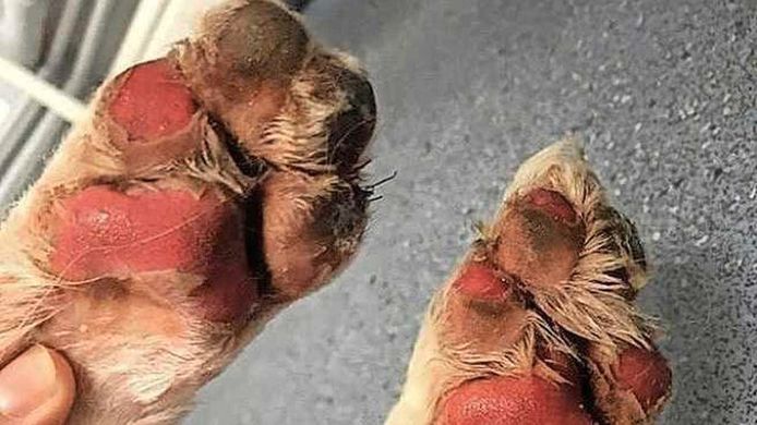 Zooltjes van honden kunnen lelijk verbanden op kokend heet asfalt.
