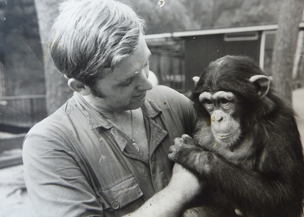 Chimpansees Mike en Karibuna ontsnappen in DierenPark Amersfoort door menselijke fout beide