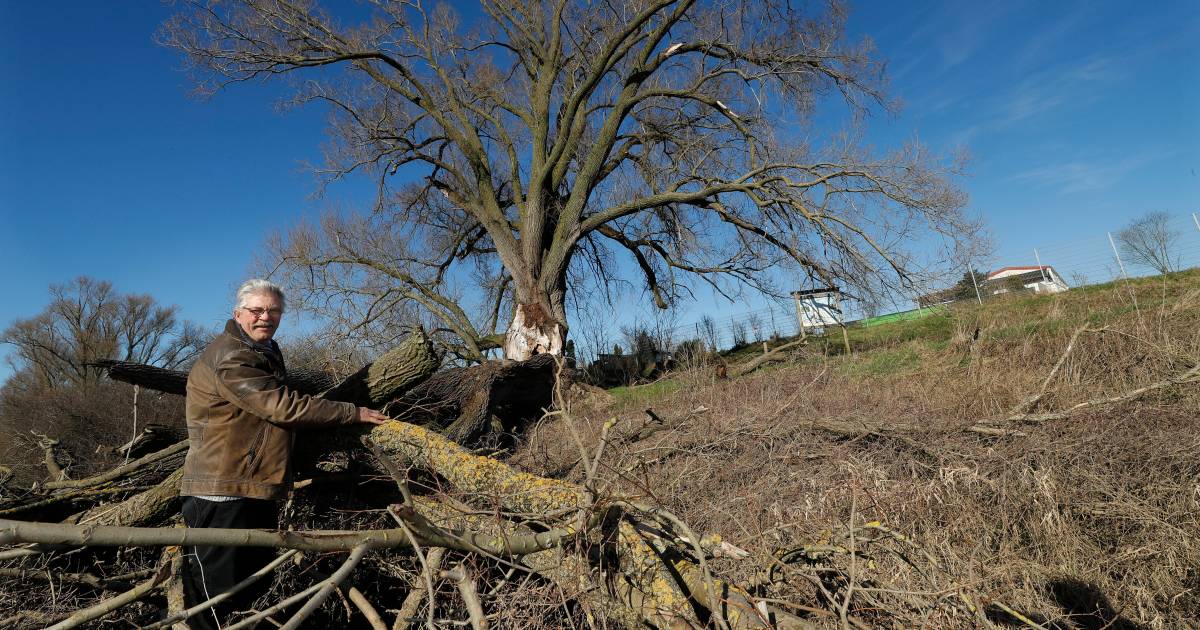 Dikste wilg van Nederland na breuk niet de dikste meer: 'Dit is zo zonde' - De Stentor