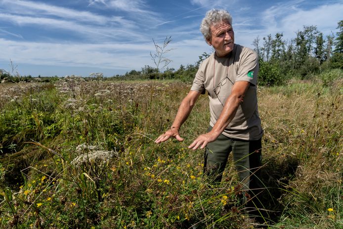 Boswachter Paul Suurmond maakt zich zorgen over natuurgebied de Moerputten. Ook te zien: de gele rolklaver.