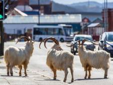 Un troupeau de chèvres sauvages envahit une ville désertée par le confinement