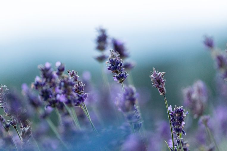 Het is weer tijd: zó snoei je je lavendel Beeld Getty Images/500px
