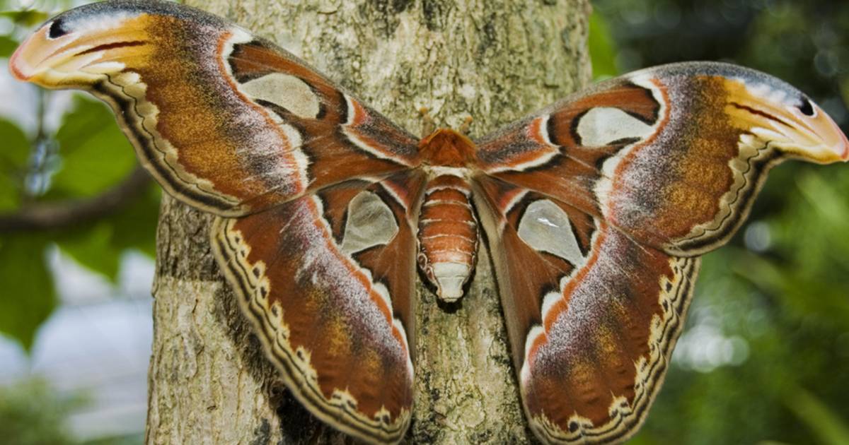 Le plus grand papillon de nuit au monde s