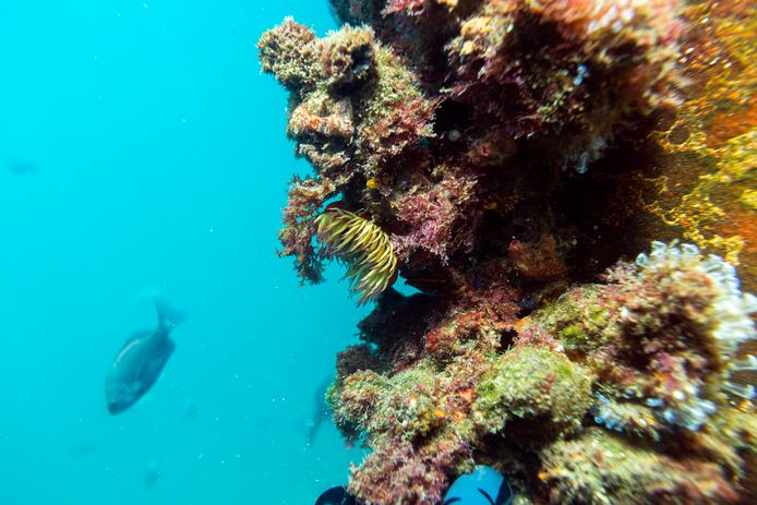 Vissen zwemmen bij een koraalrif in de Indische Oceaan.