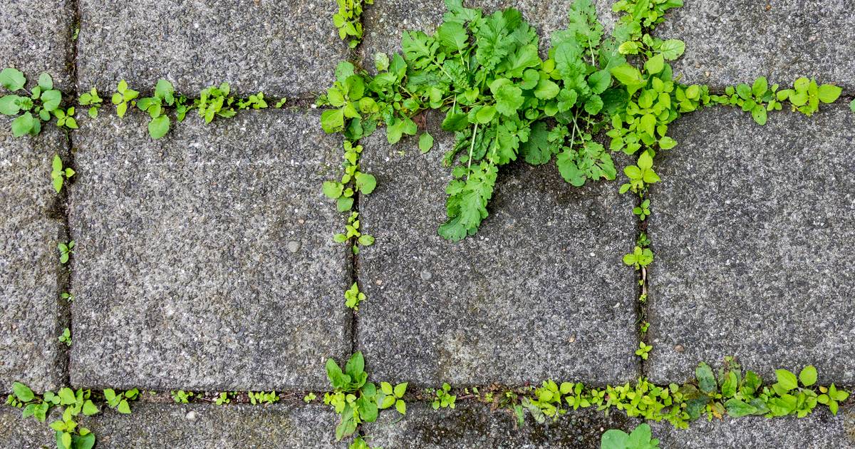 Goodbye Weeds: With this tool, you can make your garden and balcony free of weeds in no time |  MyGuide