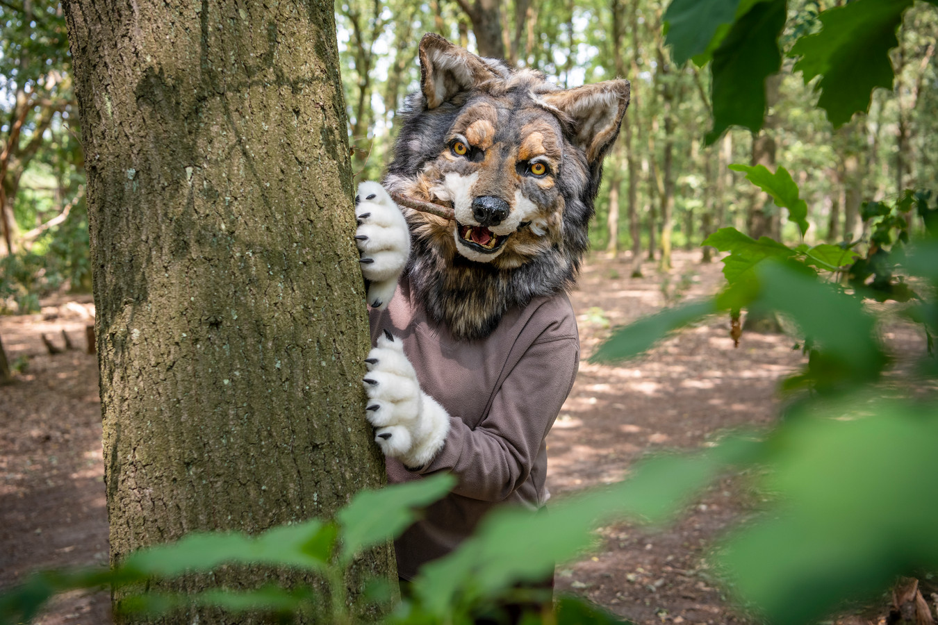 De wolf is terug in Zeeuws-Vlaanderen! Het is furry Nina (maar ze wil ...