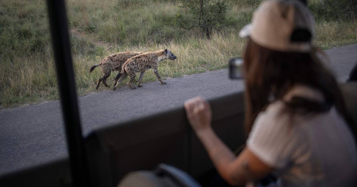 Turista olandese (21) e compagni di viaggio in Sudafrica fucilati dai ladri |  Per viaggiare