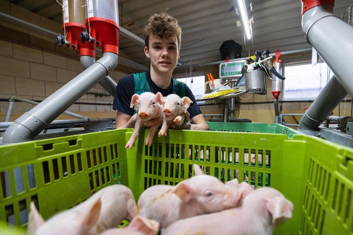 Scholier Laurens Traas  heeft een bijbaan bij een varkenshouderij.