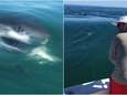 "Holy shit!": witte haai snoept vangst van visser af dicht bij plaats waar dag eerder fatale aanval plaatsvond