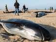 Un troupeau de dix baleines s'échoue sur une plage de Calais