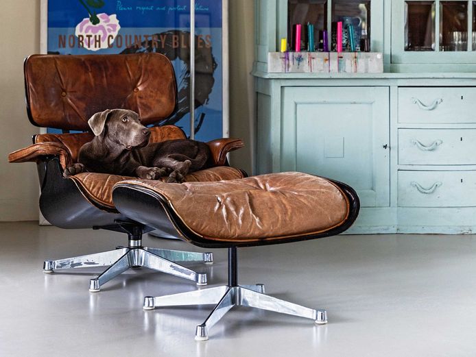Hoe verwijder je katten-en hondenharen van je meubels?