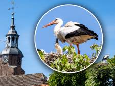 Van uitgestorven tot overlast: ‘Prachtige beesten die de boel hier in Blokzijl onderschijten’