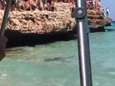 Badgasten in Mallorca opgeschrikt door meterslange haai