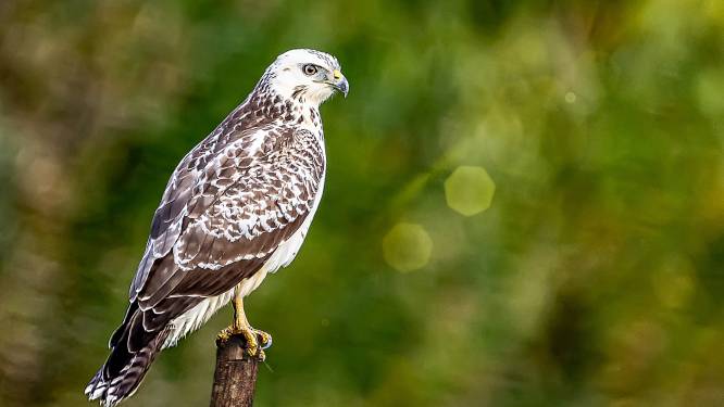 Deze roofvogel is kampioen paalzitten