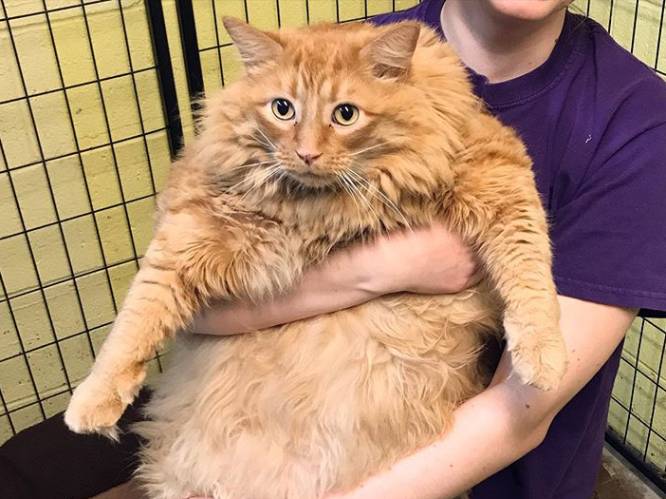 Kat van bijna 16 kilo moet op dieet nadat dement baasje hem maar bleef eten geven