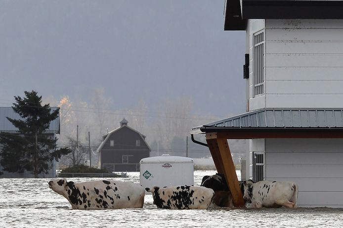 Koeien na een overstroming in Abbotsford, British Columbia. De dieren werden gered.