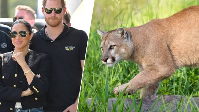 Welkom in Amerika: poema sluipt rond op domein van Harry en Meghan. “Ze moeten hun kippen beschermen”