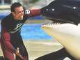 "SeaWorld is een horrorhuis", getuigt deze ex-orkatrainer