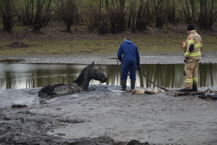 Het paard kon op eigen houtje onmogelijk uit de modderkolk komen in Pannerden.