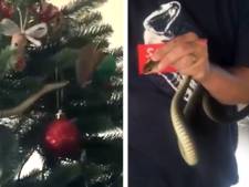 Une famille découvre un serpent mortel dans son sapin de Noël