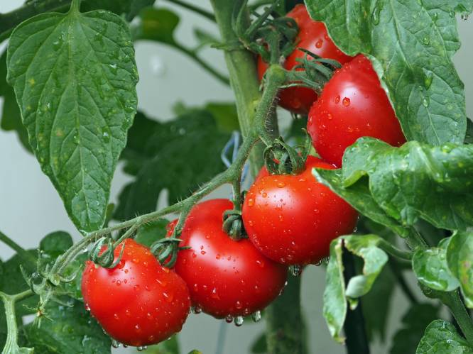 “Giet op de grond, nooit op de plant”: onze tuinexperte legt uit hoe je met succes eigen tomaten kweekt