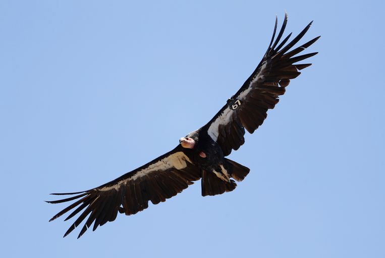 Condor blijkt in staat tot aseksuele reproductie | Trouw