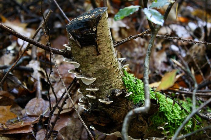 Schitterende foto met detail van dit kleine stammetje dichtbij. Goed zoeken in het Reeuwijkse hout.