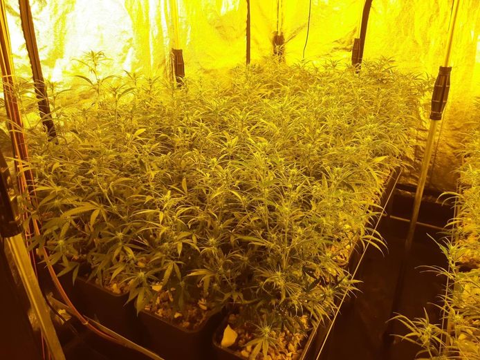 Foto ter illustratie: een illegale wietkwekerij in Bemmel.