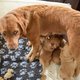 Lief! Hond Molly heeft sinds kort wel heel bijzondere 'pups'