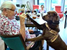 Dieren over de vloer in het verzorgingshuis: ‘Een kalmerend effect, zelfs als de hond alleen maar ligt’