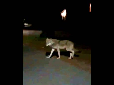 Wolf loopt ’s avonds laat door de straten van Velp: ‘Waarschijnlijk een puber die op zwerftocht is’ 
