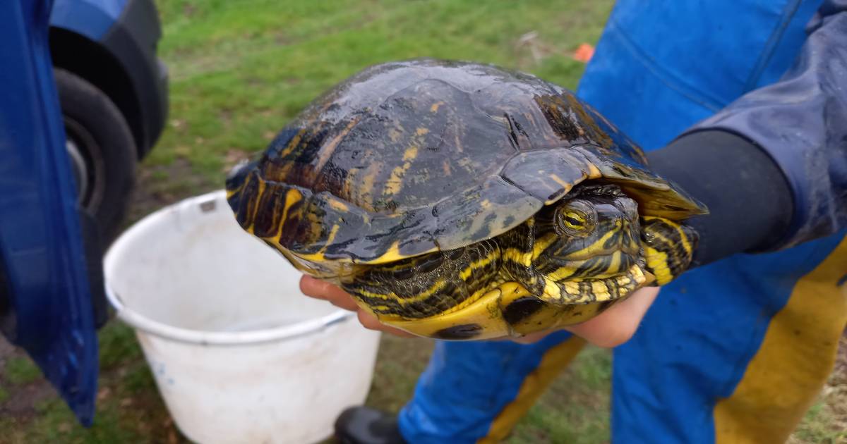 Exotische geelwangschildpad uit Groesbeekse vijver gevist: 'Van binnen ze weg' | Nijmegen | AD.nl