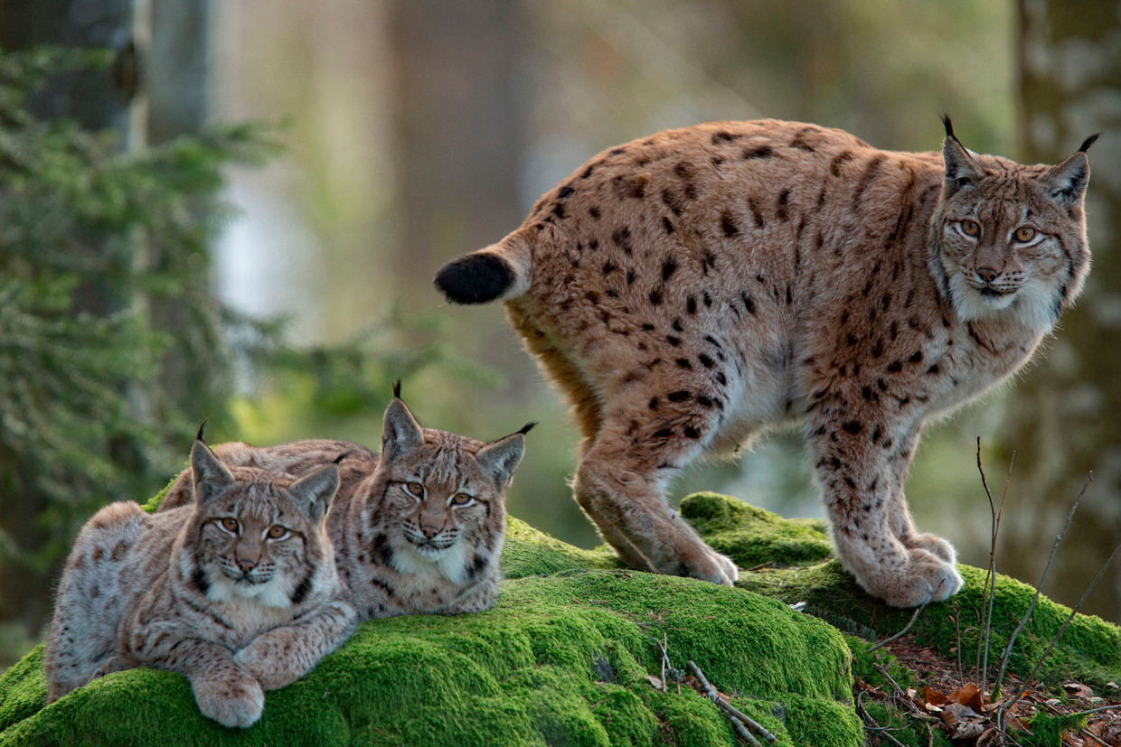 Geen gebrek aan Europees geld voor de Euraziatische lynx. 