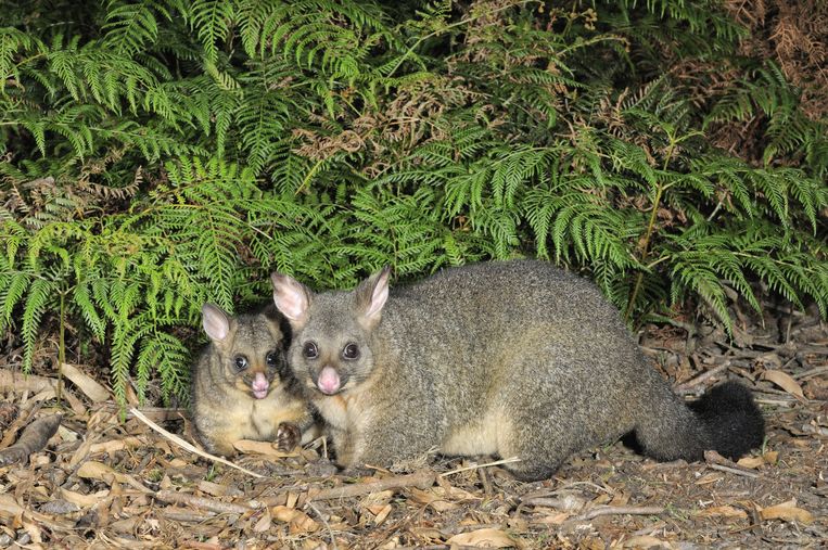 The non-native brush-tailed opossums must be eradicated from Rakiura Island.  Getty Images