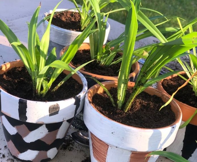 Potjes en plantjes