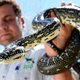 Modieus slangenleer bedreigt voortbestaan pythons