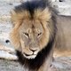 'Broer van leeuw Cecil toch niet gedood'