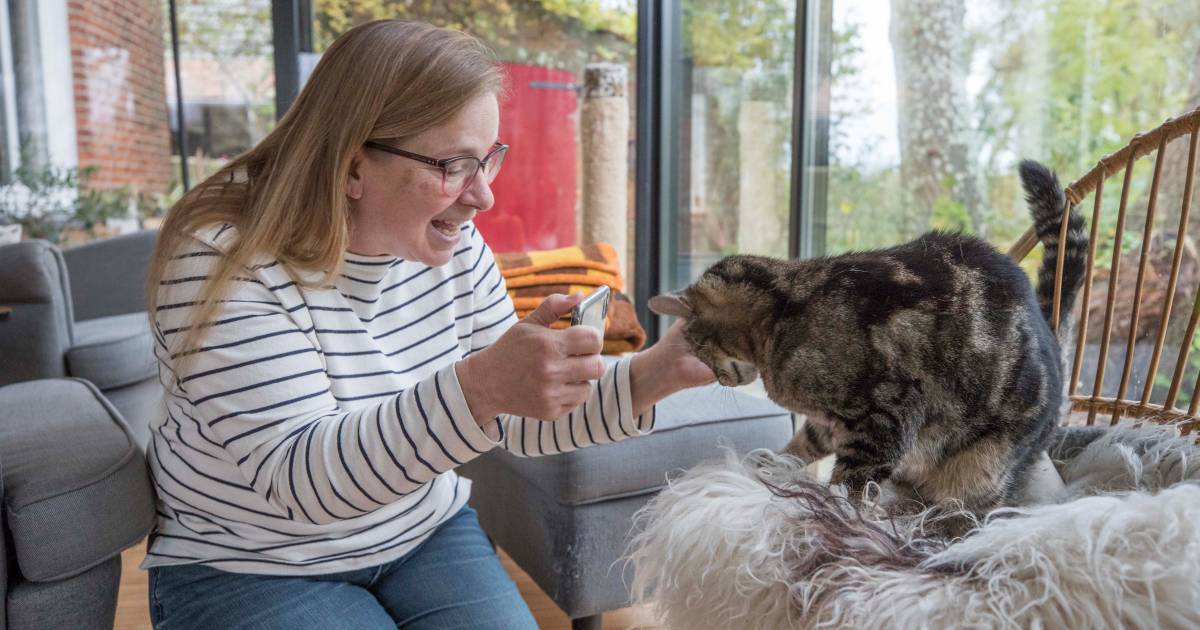 Iedere dag heeft wel een kattenfoto-momentje | Zeeuws nieuws | pzc.nl - Provinciale Zeeuwse Courant