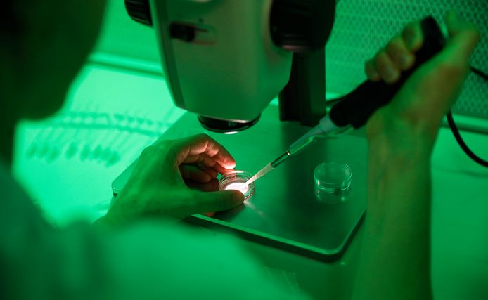 Een onderzoeker in het Avantea-laboratorium in Cremona insemineert eitjes van Fatu en Najin met het sperma van Suni en Saut.