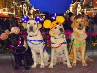 Zo schattig: geleidehonden gaan een dagje naar Disneyland