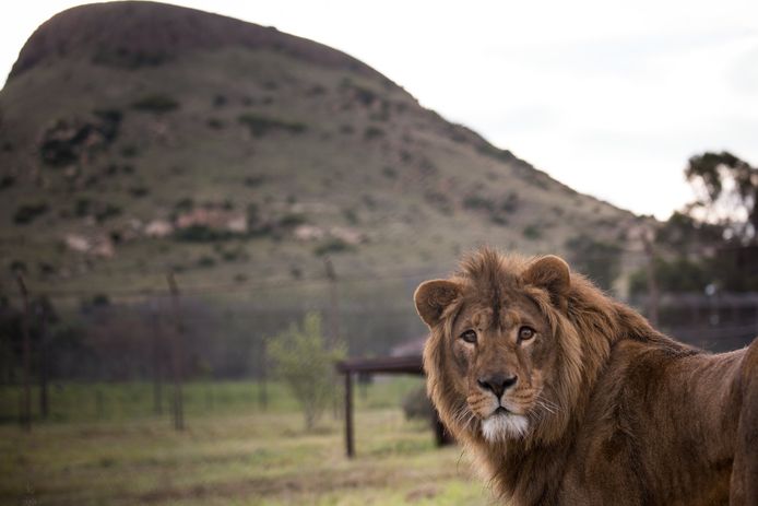 In het Zuid-Afrikaanse leeuwen opvangcentrum ‘LionsRock’ zijn vandaag twee leeuwen uit de verwoeste dierentuin in Aleppo aangekomen. Saeed en Simba mogen hier de rest van hun leven doorbrengen. Foto Daniel Born