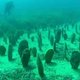 Reuzenmosselen ontdekt onder wrak Costa Concordia