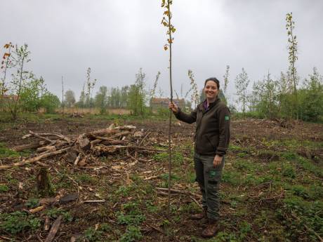 Doei essen, hallo populieren: 7800 staken laten door essenziekte geteisterde West-Brabantse bossen weer opbloeien