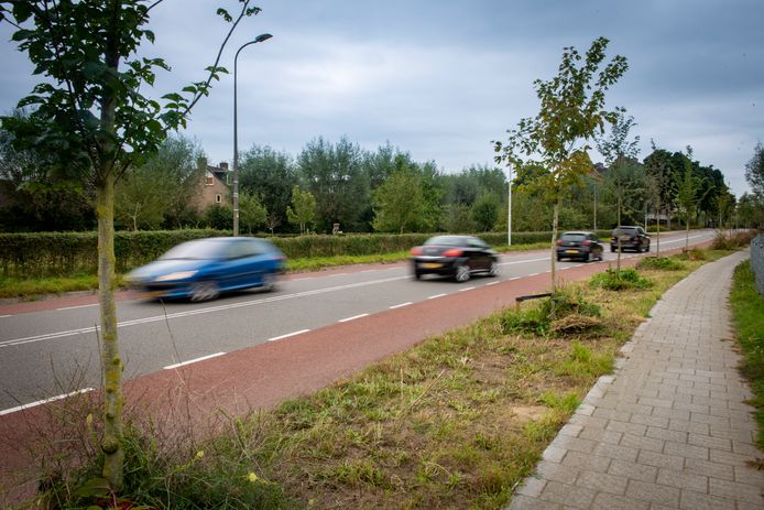 Een lint nieuw geplante bomen langs de Harenbergweg. De gemeente Zutphen liet er in januari dit jaar wegens ziekte zo'n zestig bomen kappen. In maart kwamen er daar 138 voor terug. Een voorbeeld hoe wethouder Annelies de Jonge het nieuwe bomenbeleid in Zutphen wil vormgeven. Er moeten duizenden bomen bijkomen.