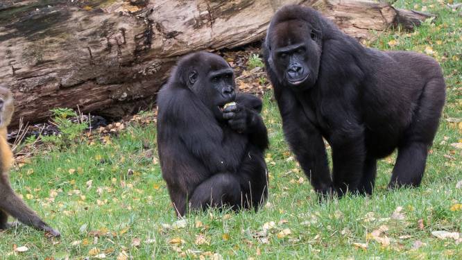 Goudbuikmangabeys van Burgers’ Zoo in Arnhem zitten de gorilla’s op de kop